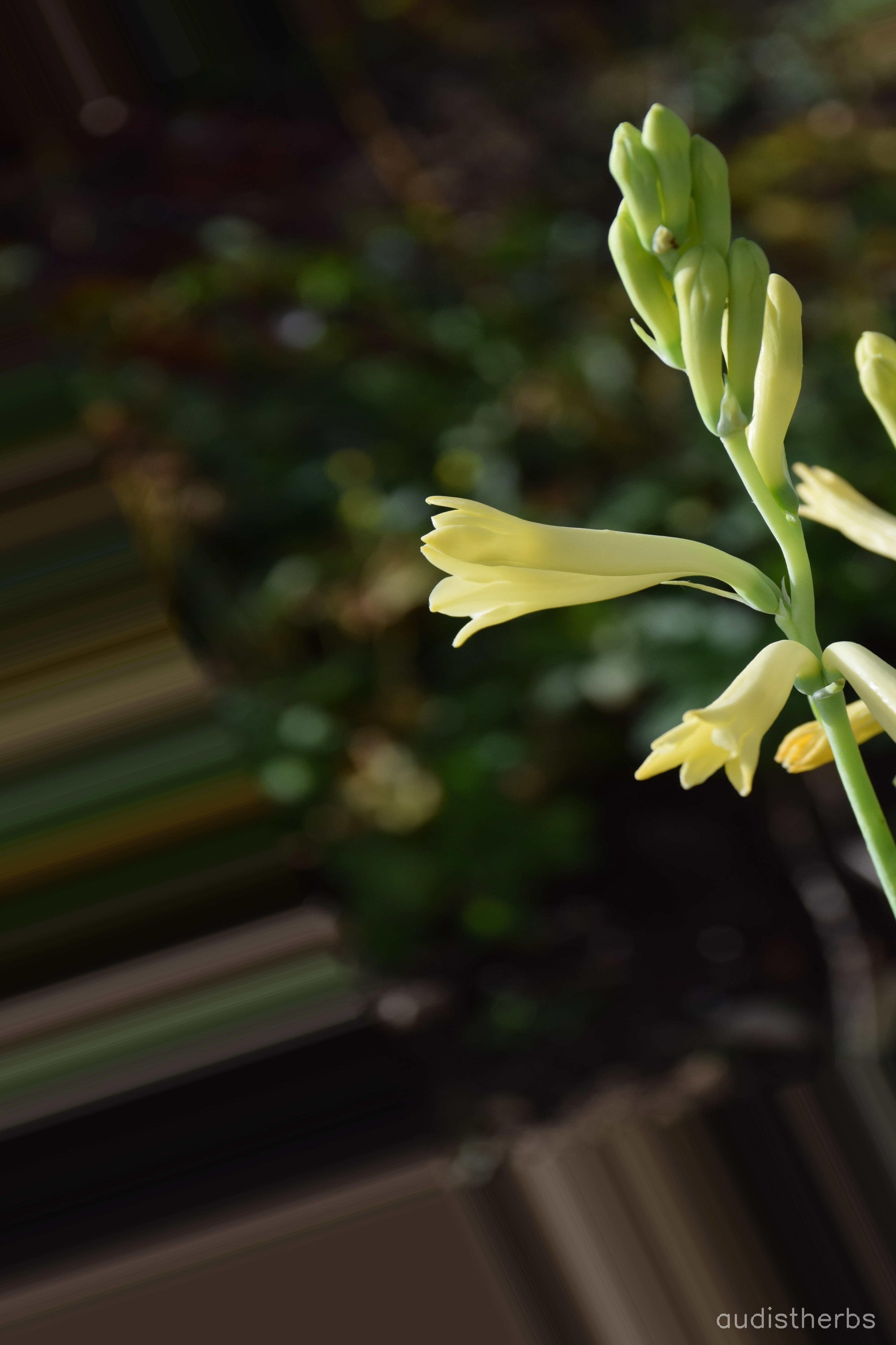 augmented_Polianthes tuberosa flower12_0_7634.jpeg